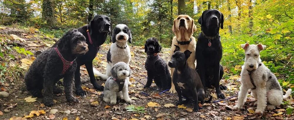 Groggi-Dog Hunde Betreuung Hundesitter Hundesitting Pfaffhausen Binz Zumikon