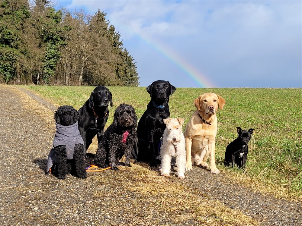 Groggi-Dog Hunde Betreuung Gabi Grogg Pfaffhausen