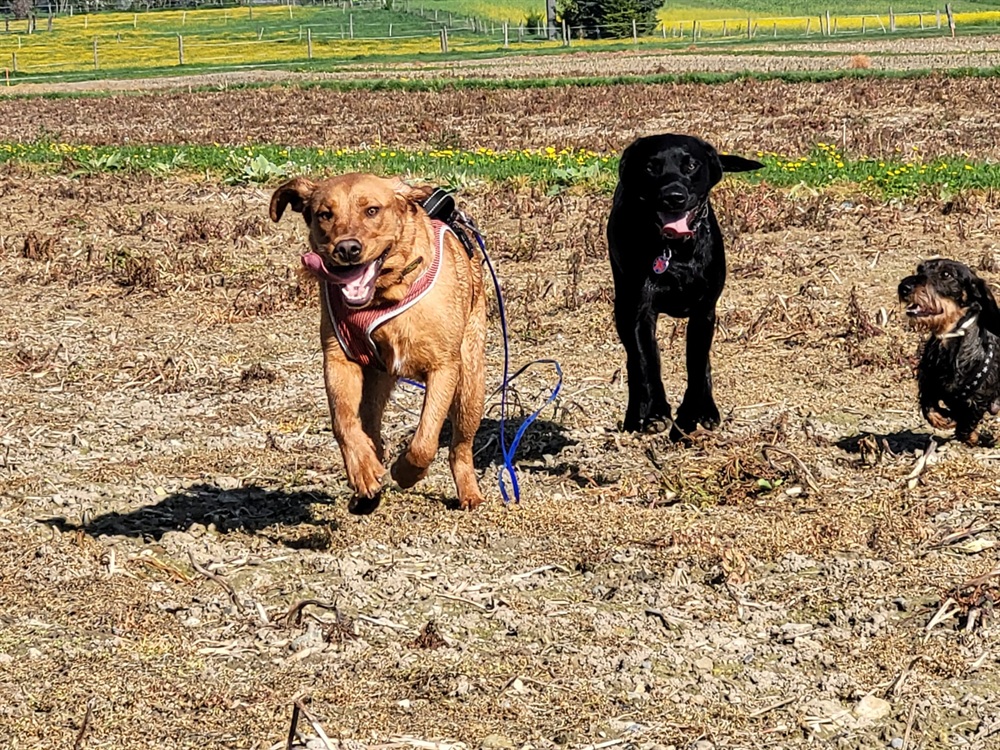 Groggi-Dog Hunde Betreuung Gabi Grogg Pfaffhausen