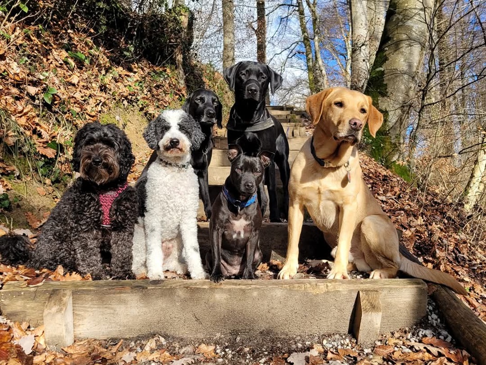Groggi-Dog Hunde Betreuung Gabi Grogg Pfaffhausen