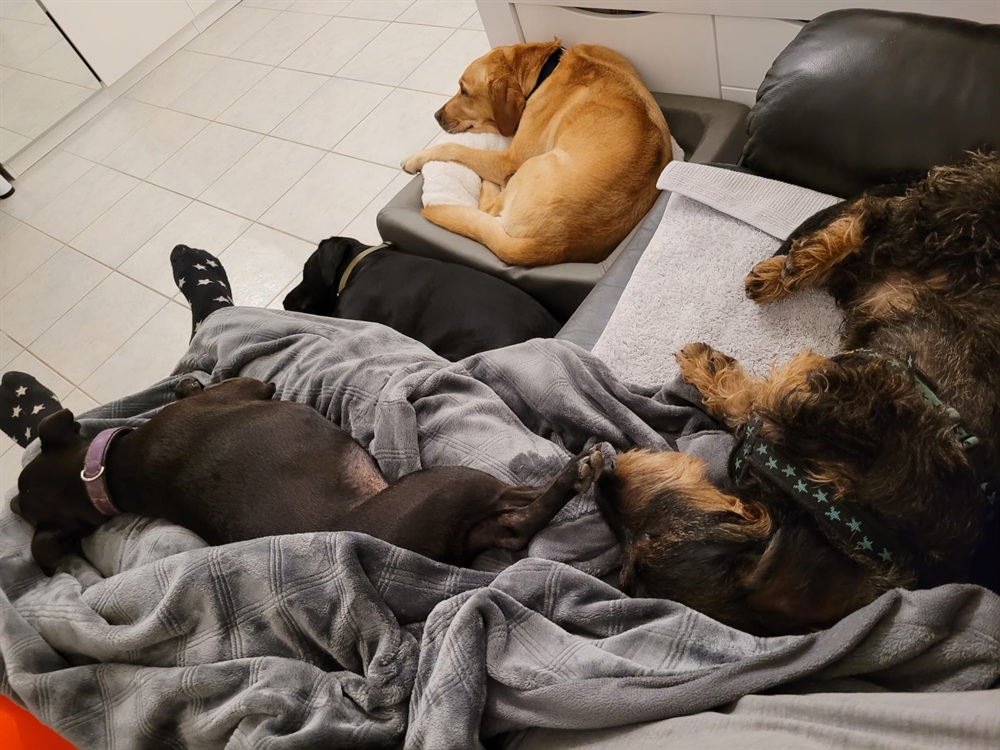 Groggi-Dog Hunde Betreuung Gabi Grogg Pfaffhausen