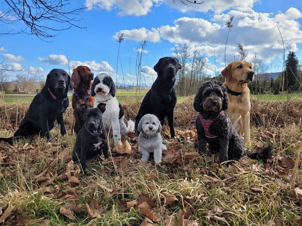 Groggi-Dog Hunde Betreuung Gabi Grogg Pfaffhausen