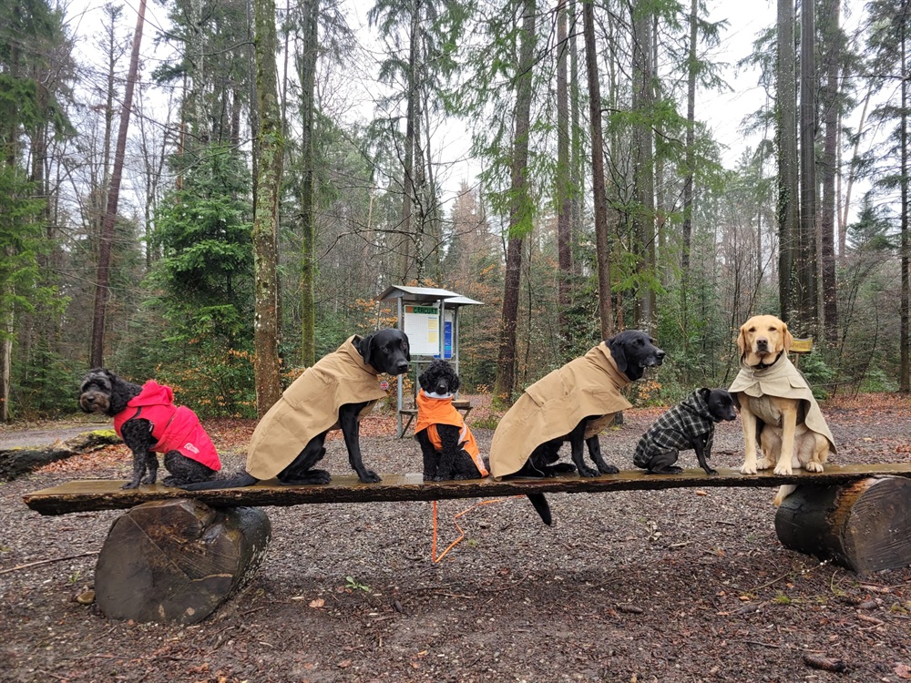 Groggi-Dog Hunde Betreuung Gabi Grogg Pfaffhausen