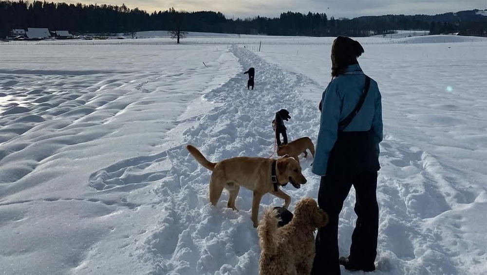 Groggi-Dog Hunde Betreuung Gabi Grogg Pfaffhausen