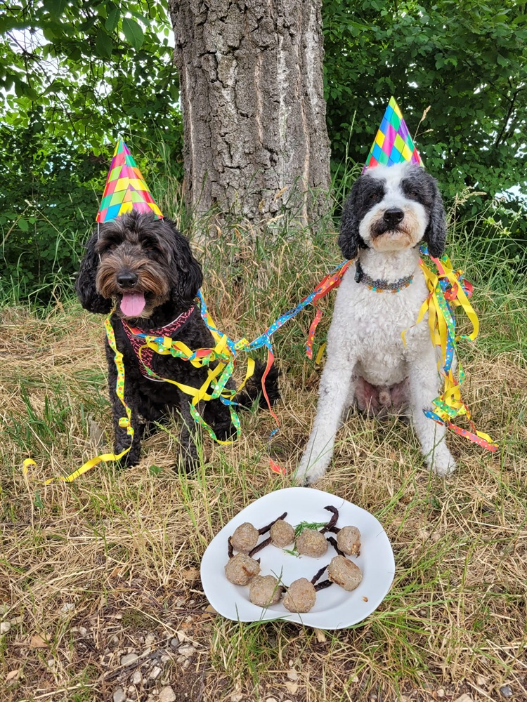 Groggi-Dog Hunde Betreuung Gabi Grogg Pfaffhausen