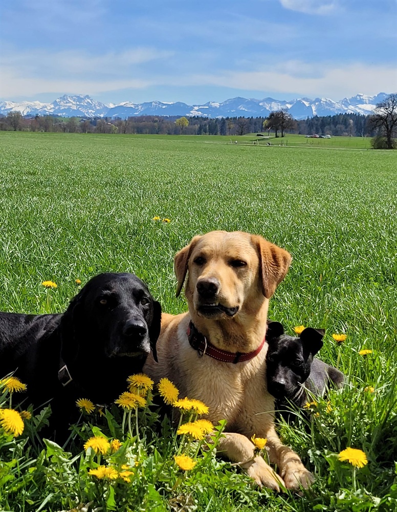 Groggi-Dog Hunde Betreuung Gabi Grogg Pfaffhausen